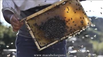 MACAHEL ORGANİC 2